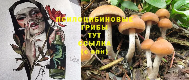 купить   Железногорск-Илимский  Галлюциногенные грибы Cubensis 